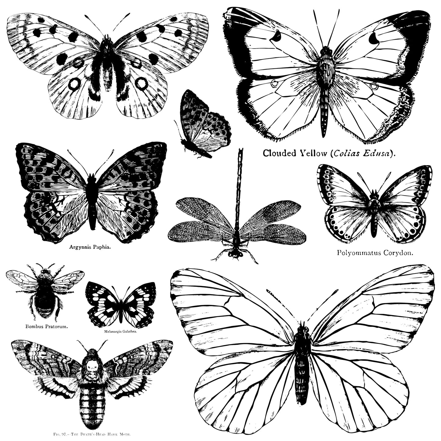 Various stamps depicting butterflies and moths with labels on a white background.