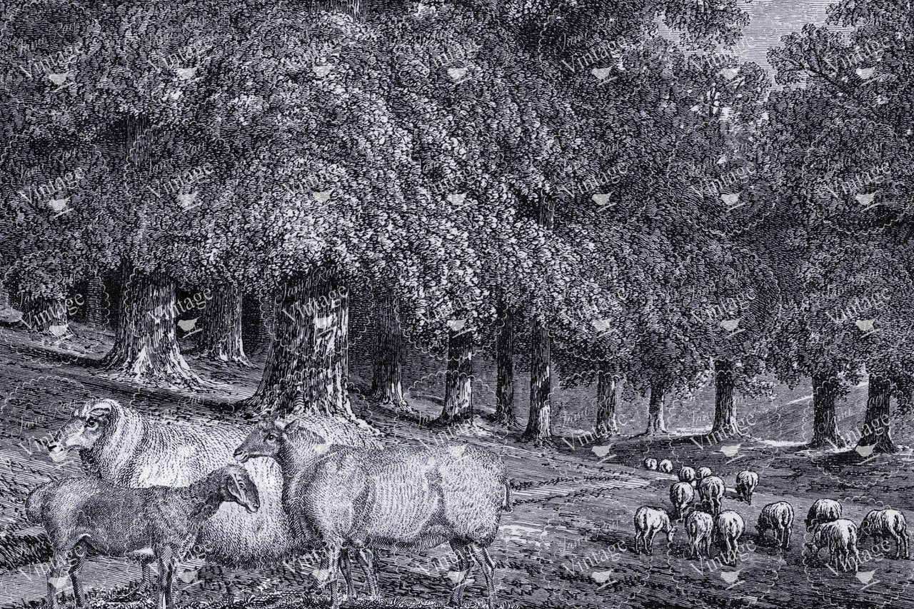Dans La Foret (RETIRED)| JRV Decoupage paper