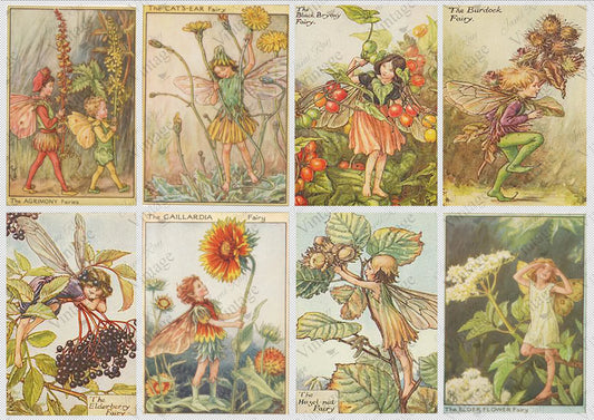 A rice paper sheet with illustrations of fairies from various species with corresponding names.