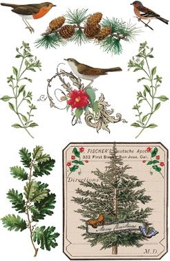 Winter Botanist - Transfer