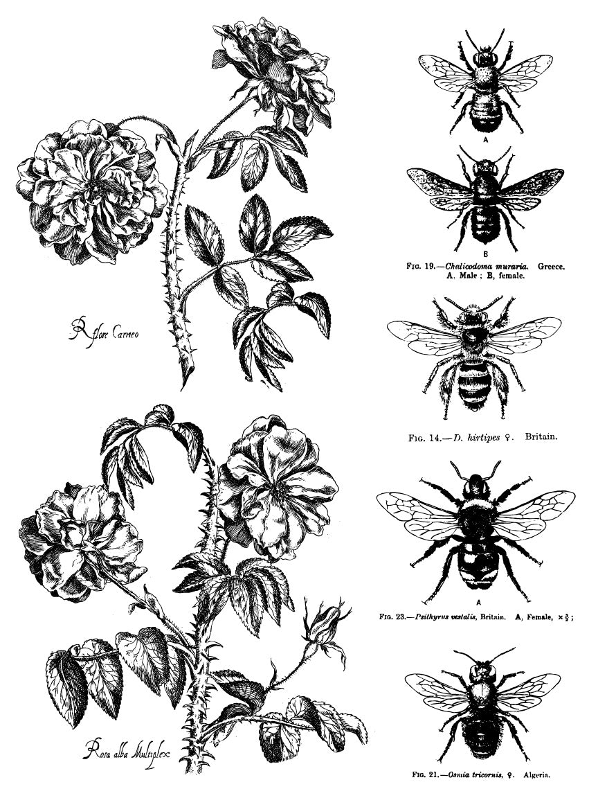 An inlay sheet from "Melange" by IOD, with fee and flower sketches.