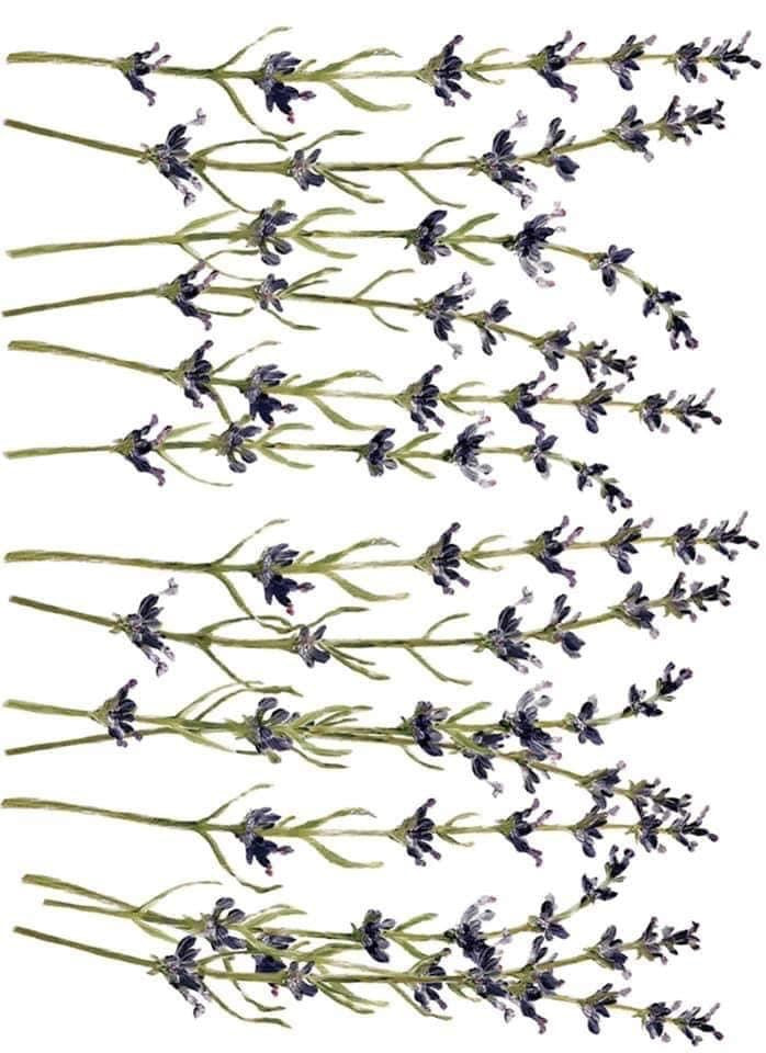 Sprigs of lavender on a transfer paper for use on furniture or art.