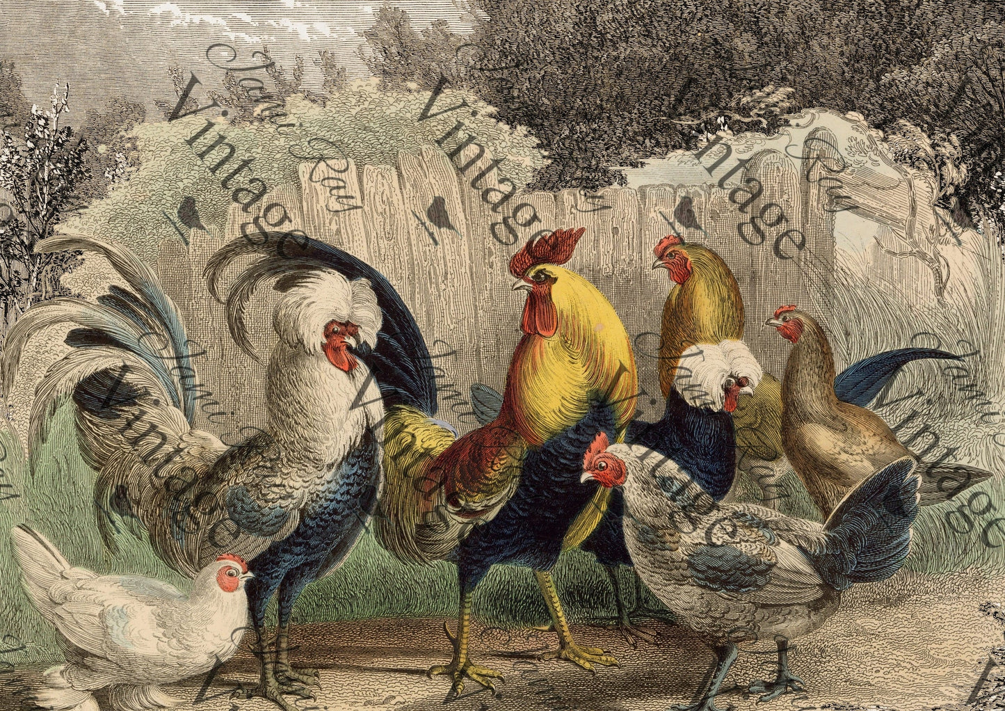 Poulette, Poulet | JRV A4 Rice Paper