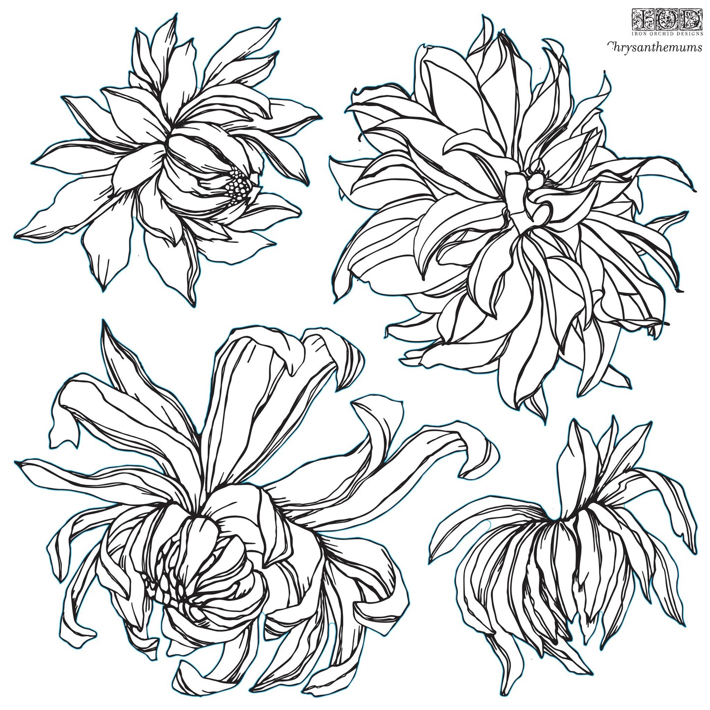 4 Chrysanthemum blooms stamps on a 12"x12' stamp from IOD