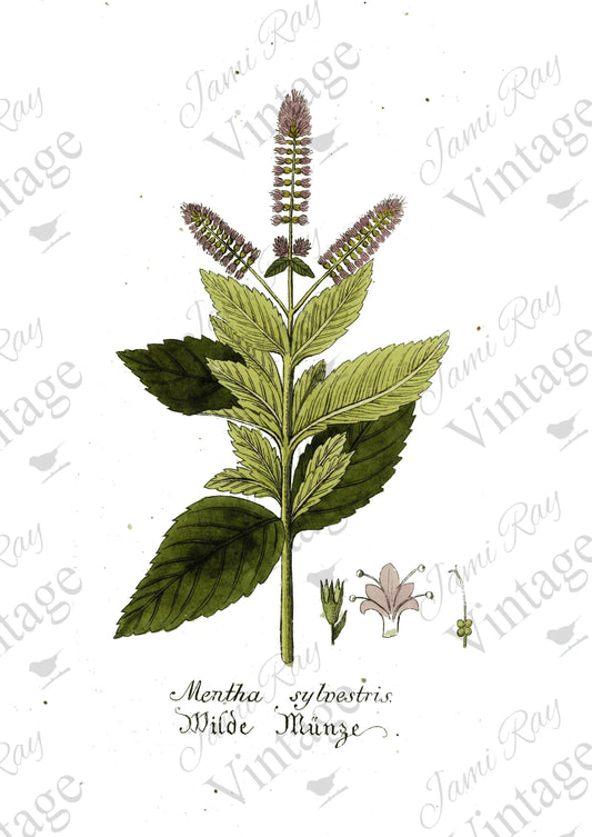 Mentha Flower | JRV A4 Rice Paper