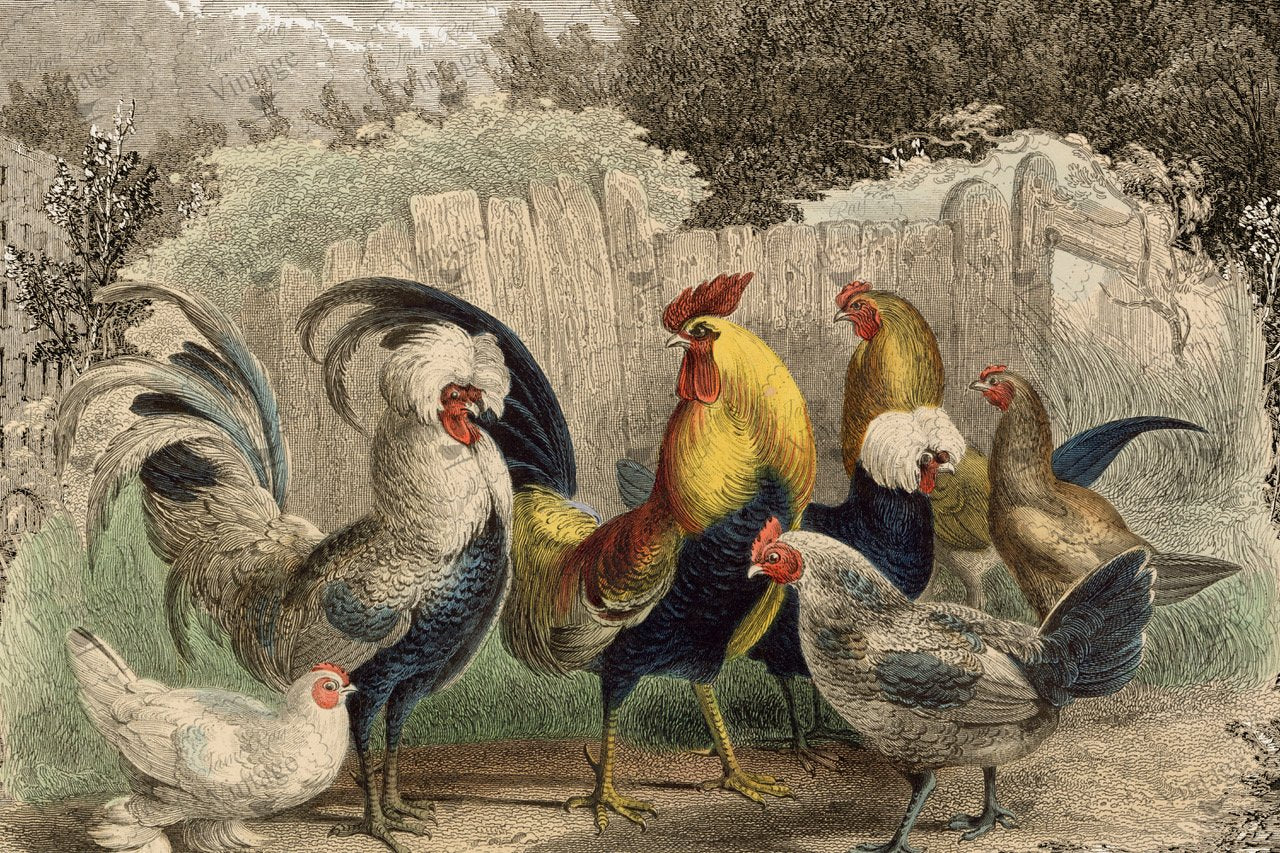 Poulette Poulet - 20" x 30" JRV Decoupage Paper