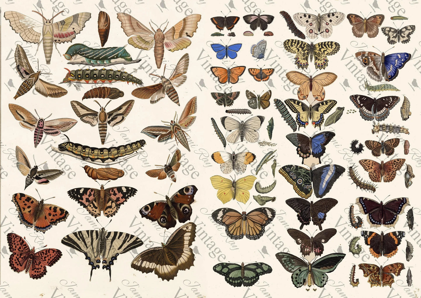 Scientific Butterfly | JRV A4 Rice Paper