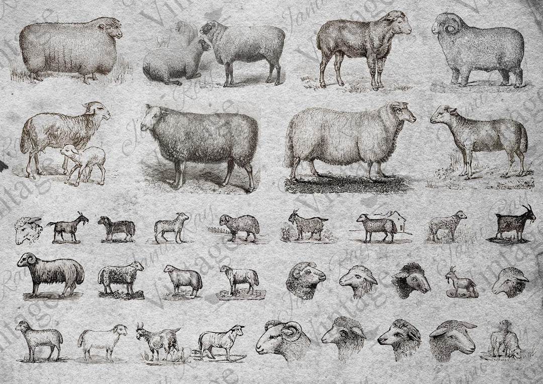Sheep | JRV A4 Rice Paper