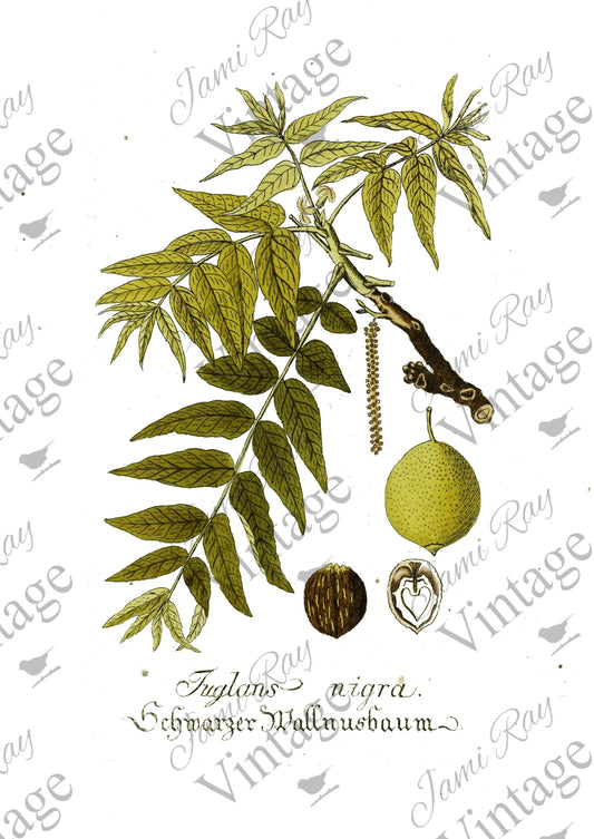 Tuglans Flower | JRV A4 Rice Paper