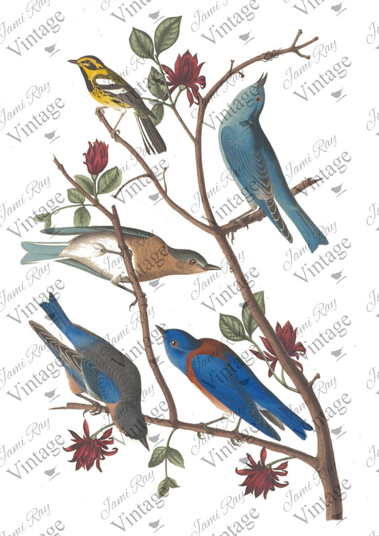 Bluebird | JRV Rice Paper A4