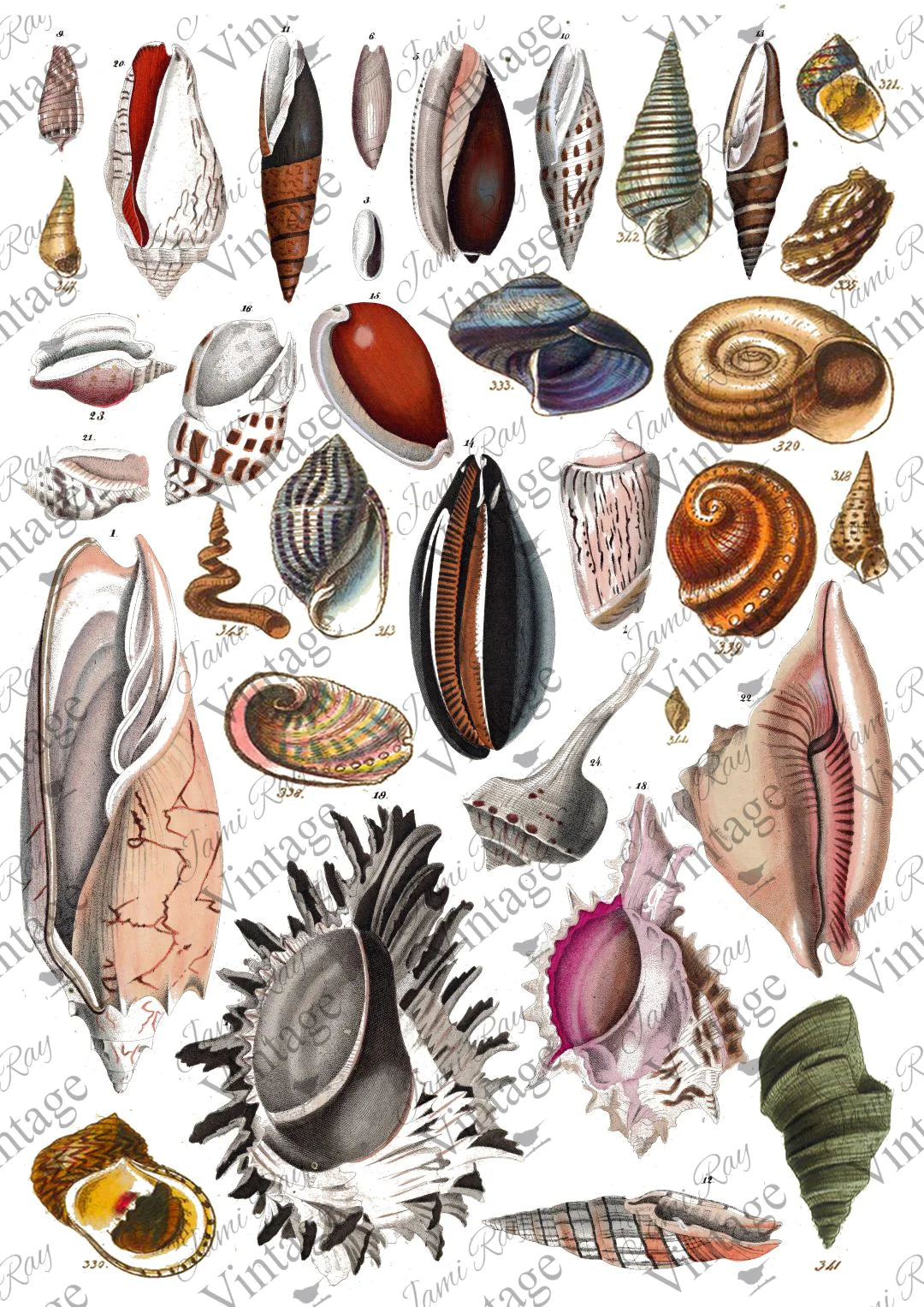 Seashells| JRV Rice Paper A4