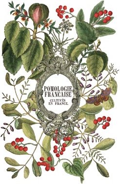 Transfer Paper design with foliage and berries, featuring the text 'Pomologie Française'.