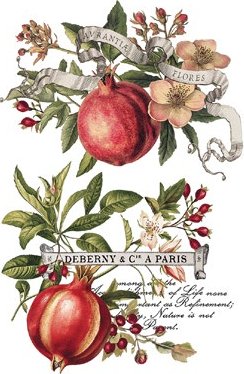 Transfer page from "Clementine" showing decorative design with pomegranates, flowers, and text on a white background