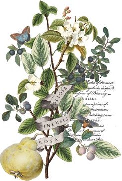 Transfer page from "Clementine" showingb otanical illustration with leaves, flowers, and a butterfly on a white background