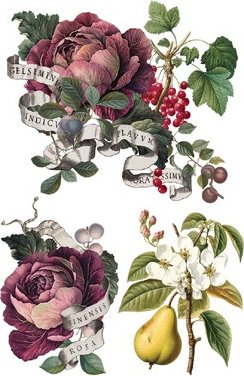 Transfer page from "Clementine" showing vintage-style illustration of flowers, fruits, and ribbons with text