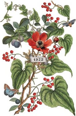Transfer page from "Clementine" showing decorative illustration of flowers, leaves, and berries with a '1922' label.