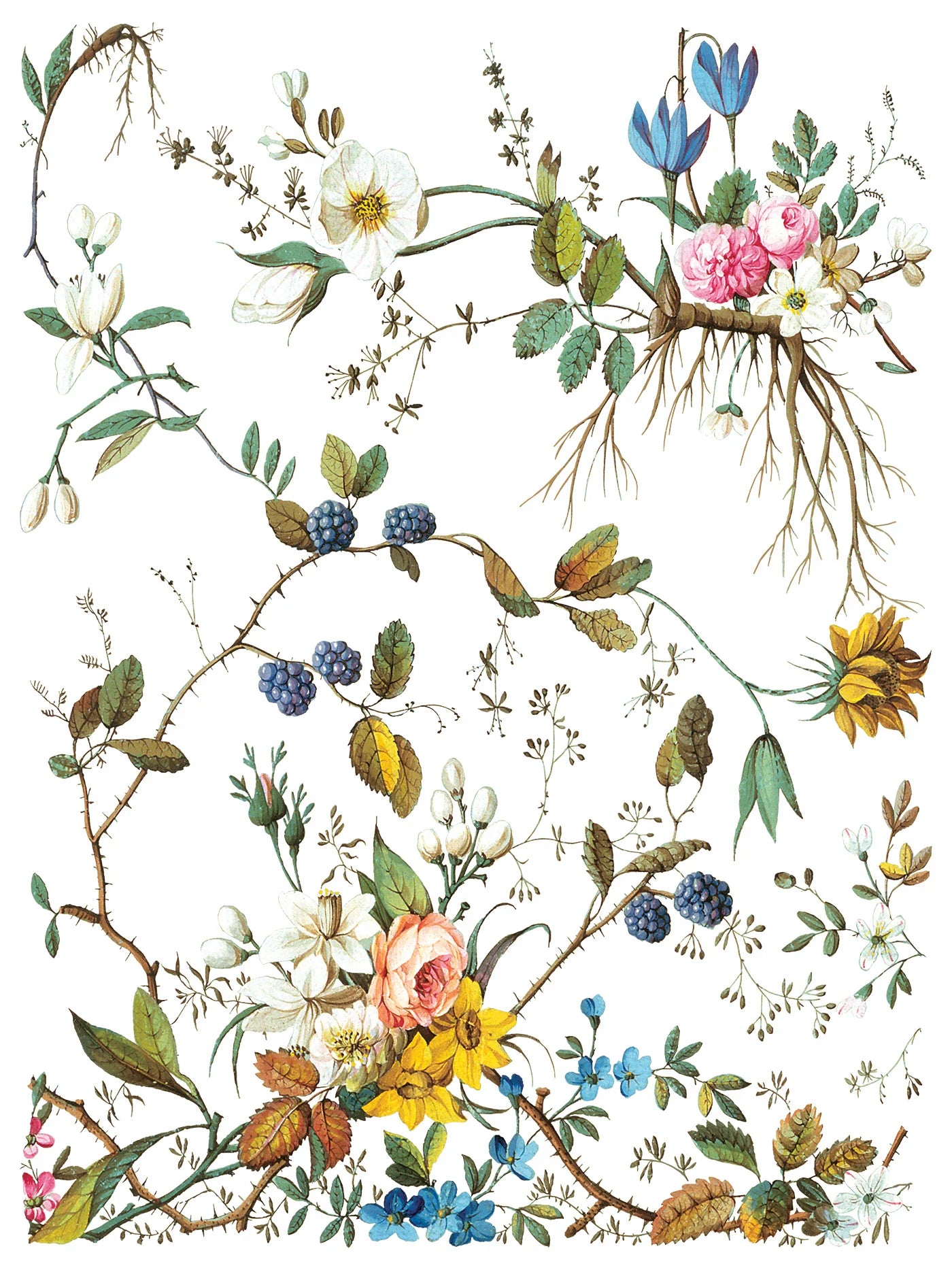 Illustration of various flowers and plants on a white background, part of IOD's "Lost Garden" transfer pad.