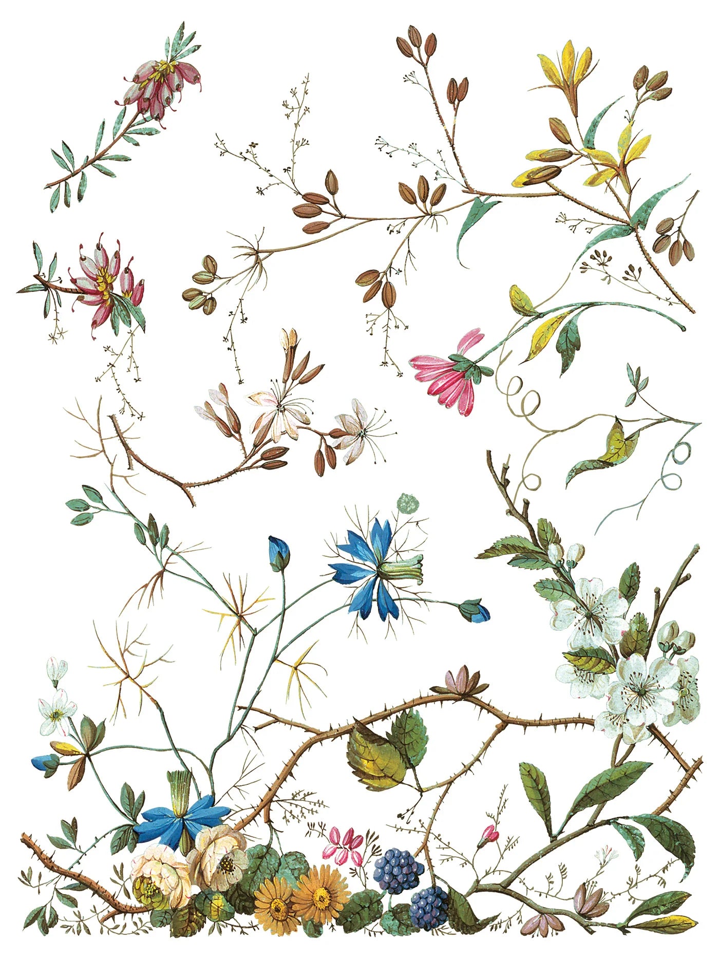 Colorful floral and botanical illustration on a white background, part of IOD's "Lost Garden" transfer pad.