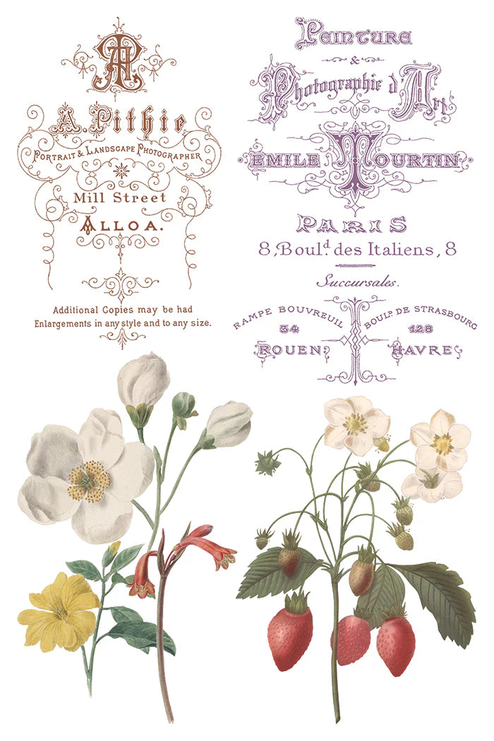Vintage-style botanical illustration with floral elements and decorative text on a white background.