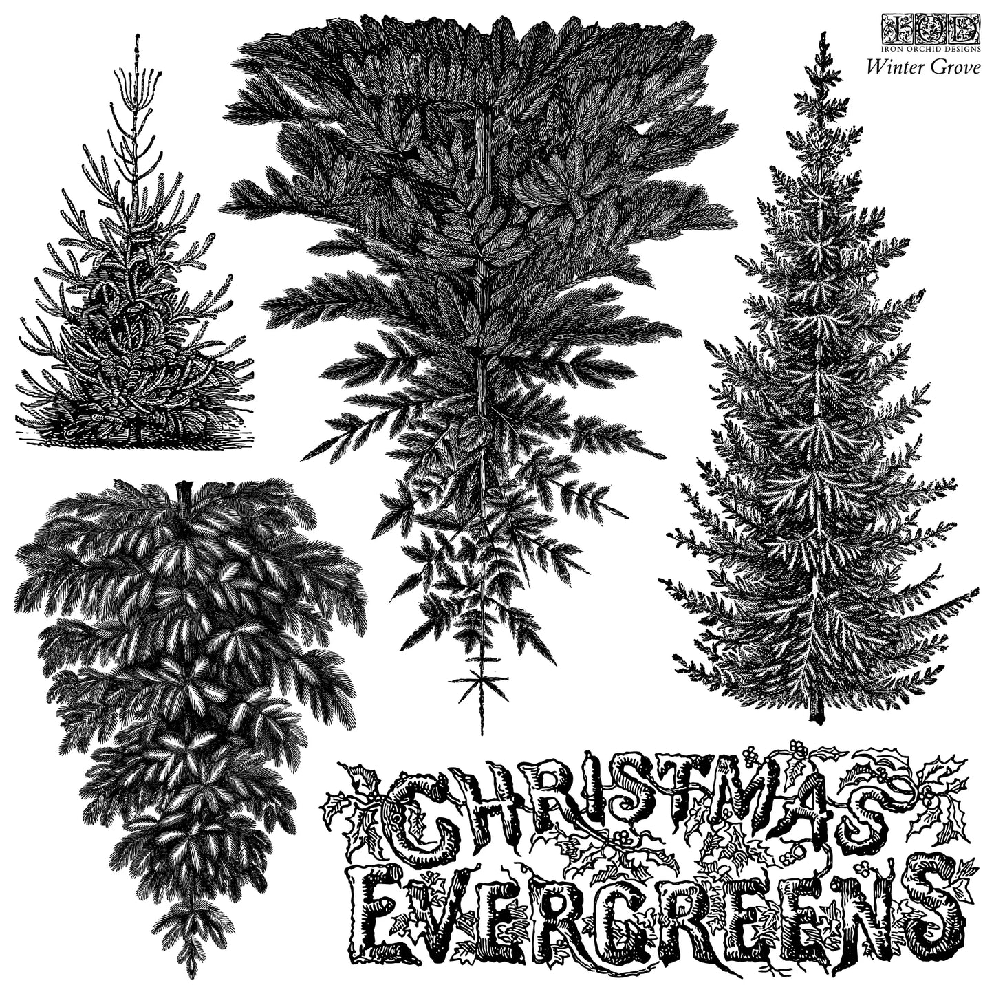 A stamp of a black and white vintage-style illustration of four different Christmas evergreen trees with decorative text reading 'CHRISTMAS EVERGREENS' and 'Winter Grove' in the upper right.