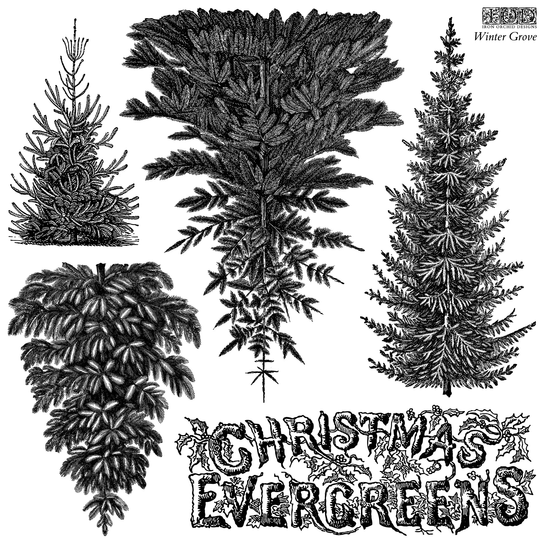 A stamp of a black and white vintage-style illustration of four different Christmas evergreen trees with decorative text reading 'CHRISTMAS EVERGREENS' and 'Winter Grove' in the upper right.
