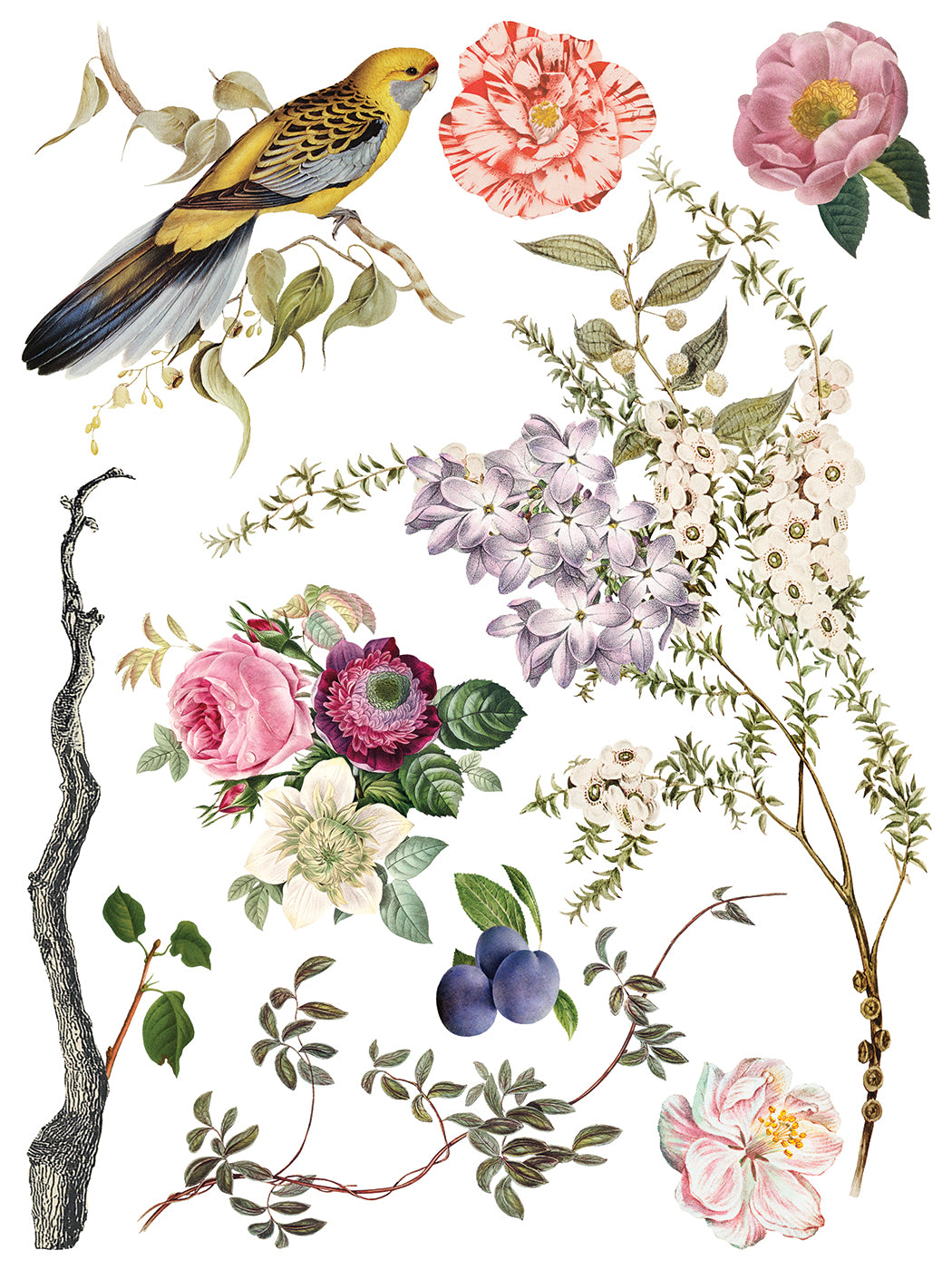 Page from IOD Menagerie transfer with bird and flowers on white background