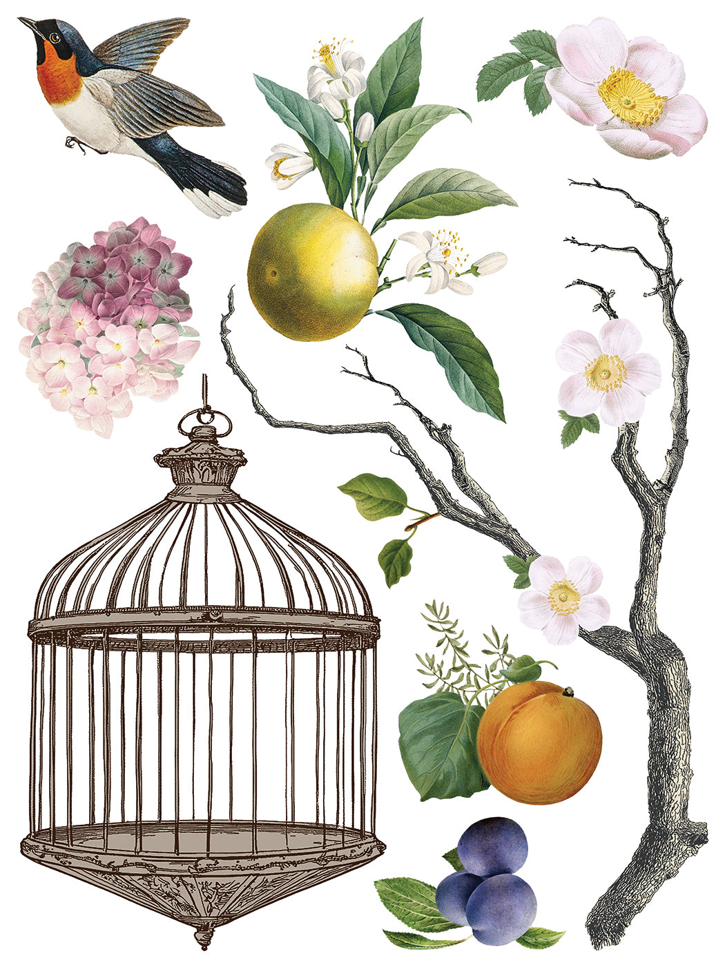 Page from Menagerie IOD transfer with birdcage, fruit, and bird.