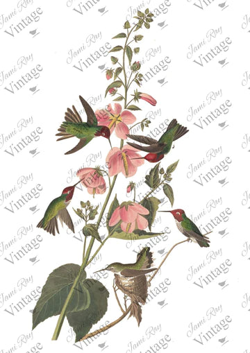Hummingbird| JRV Rice Paper A4