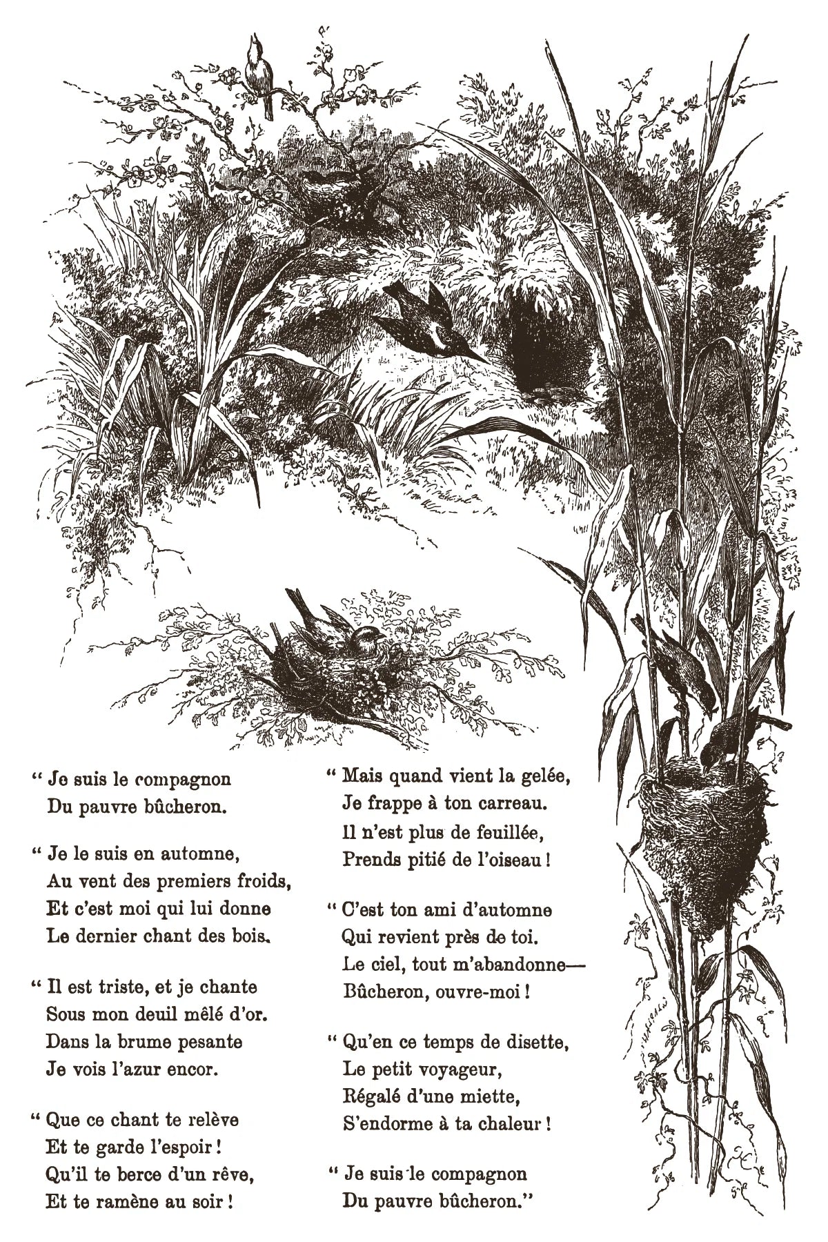 Paint Inlay sheet of an illustration of birds' nests and birds in a natural setting with text.