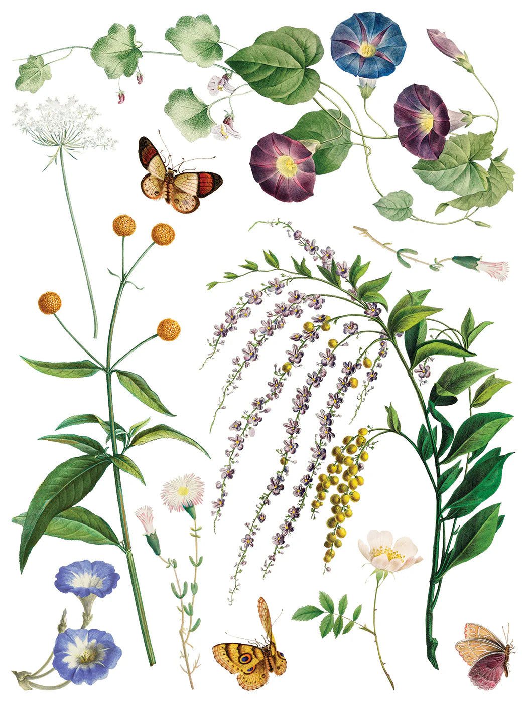 Transfer sheet with illustration of various plants and butterflies on a white background