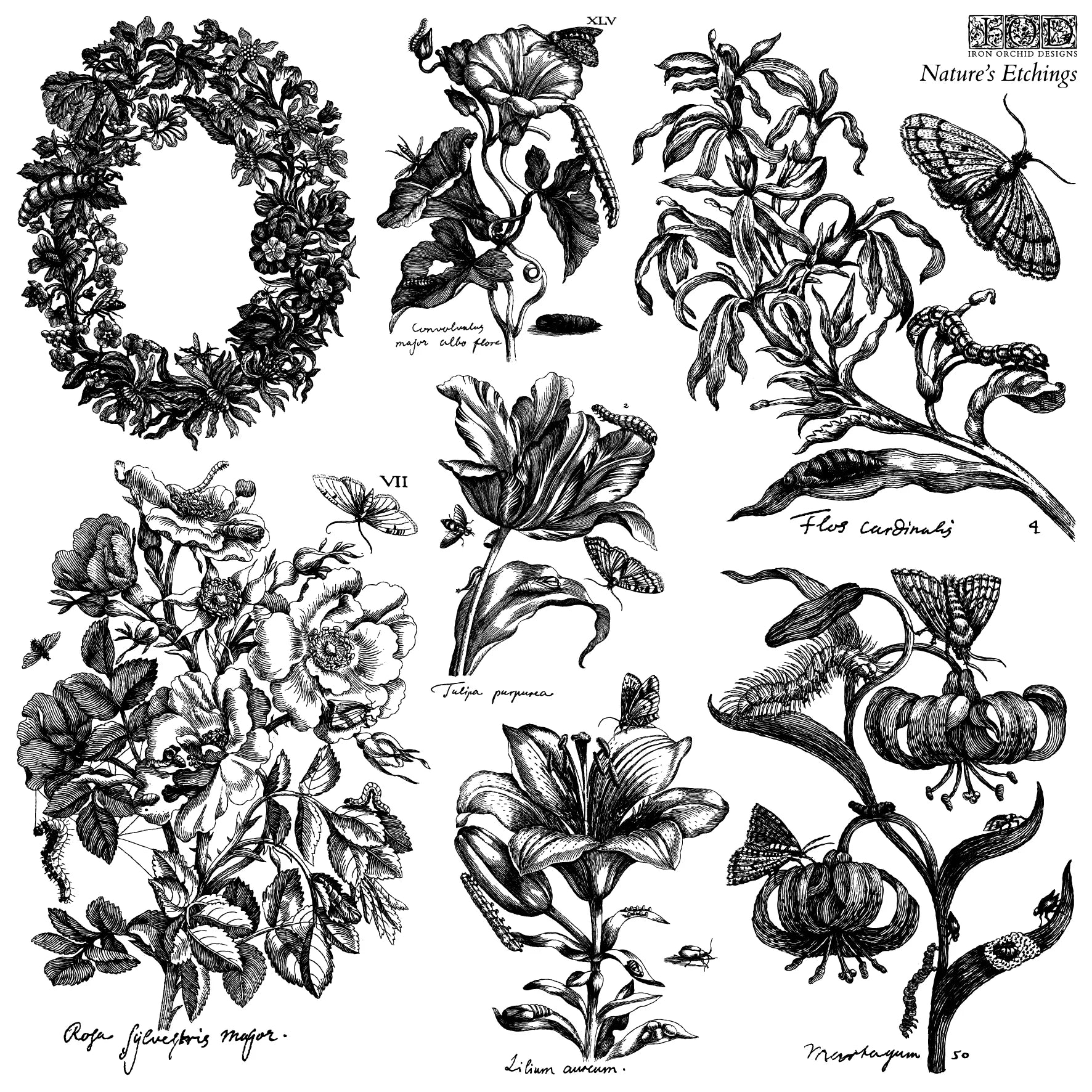 A 12" x 12" stamp of a collection of black and white botanical illustrations with text labels.