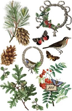 Winter Botanist - Transfer