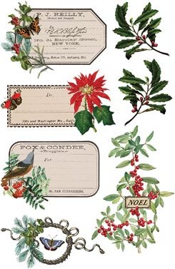Winter Botanist - Transfer