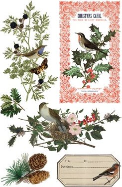 Winter Botanist - Transfer