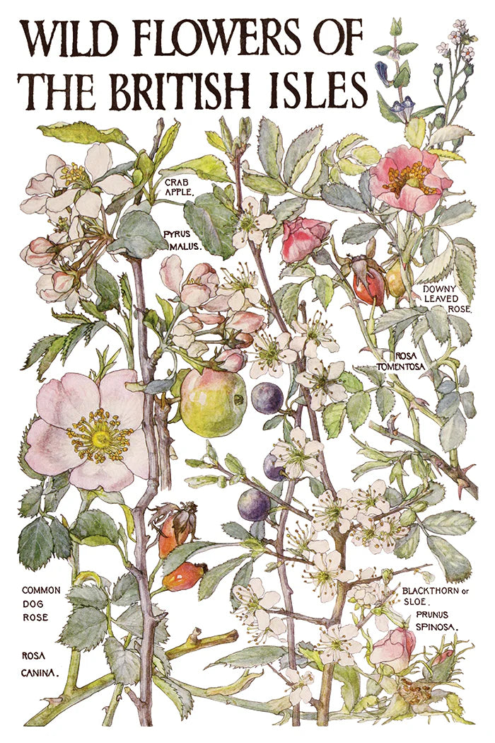 Transfer paper with a vintage illustration of wild flowers of the British Isles with plant names labeled.