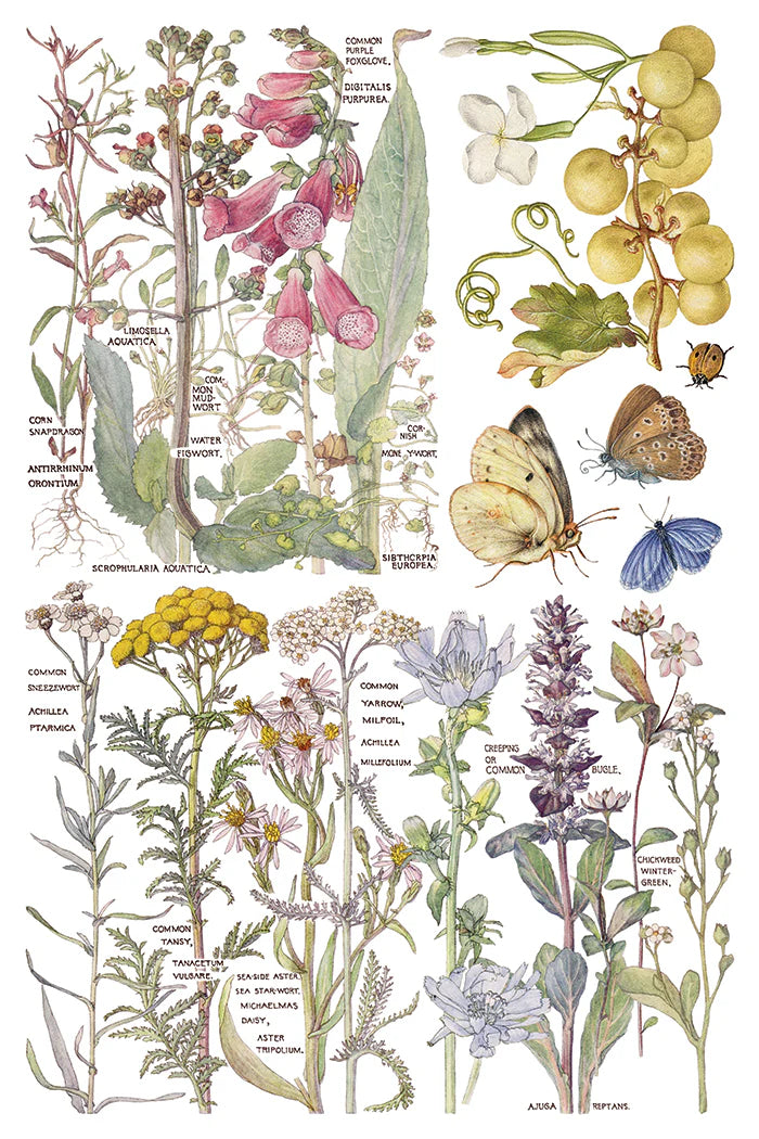 Transfer sheet with an illustration of various plants and butterflies with labels on a white background