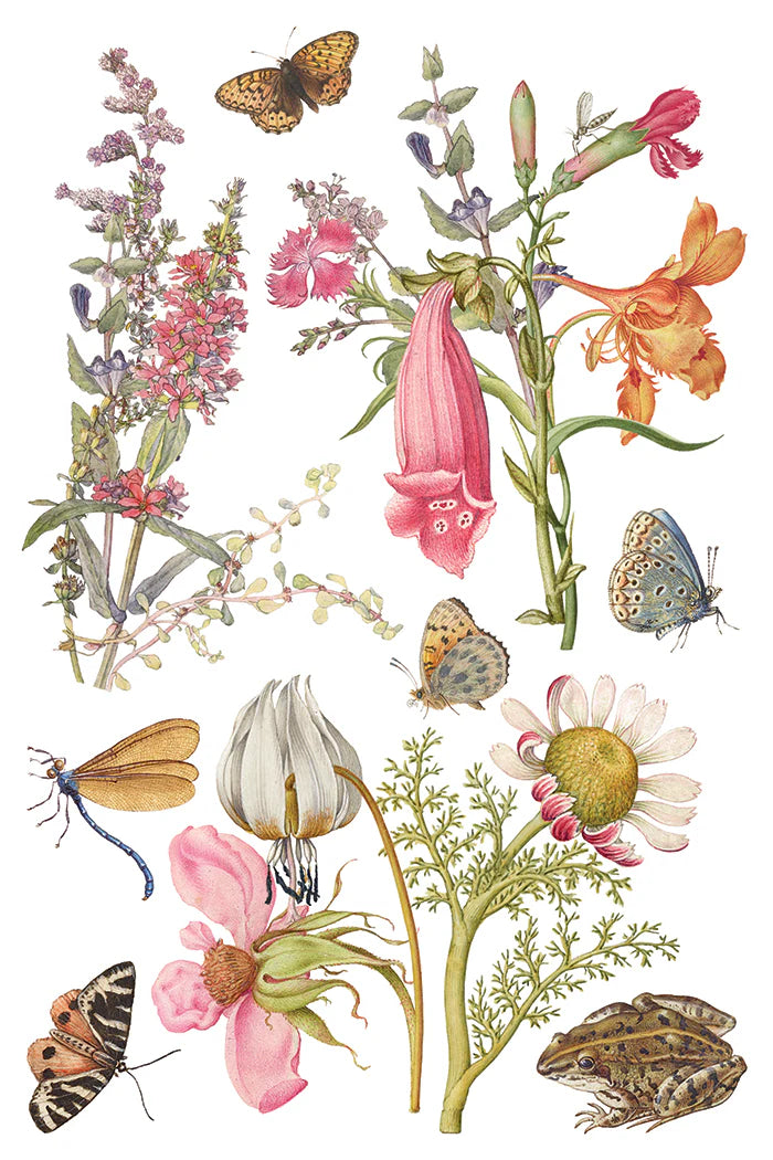 Transfer sheet with illustration of various flowers and butterflies on a white background