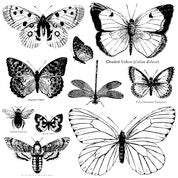 A collection of decorative butterfly stamps designed for crafting.