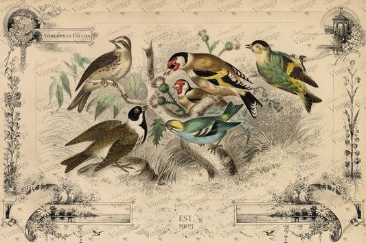 Cottage Birds - 20” x 30” JRV Decoupage Paper