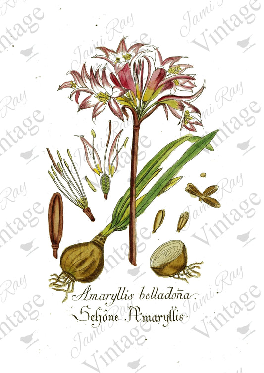 Amaryllis Flower | JRV Rice Paper