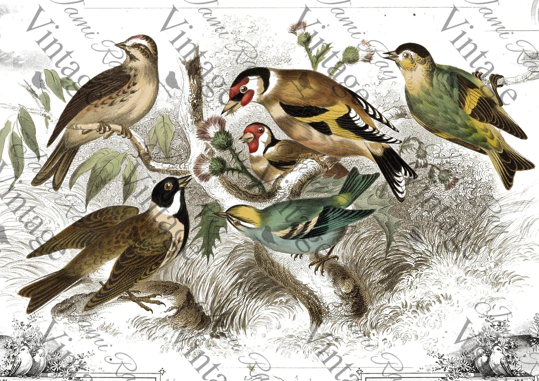Birds | JRV Rice Paper