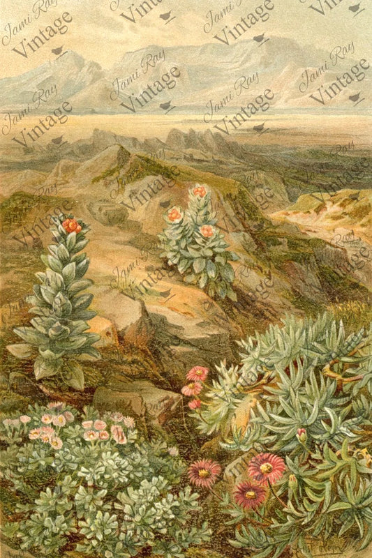 Desert Succulent - 20” x 30” JRV Decoupage Paper