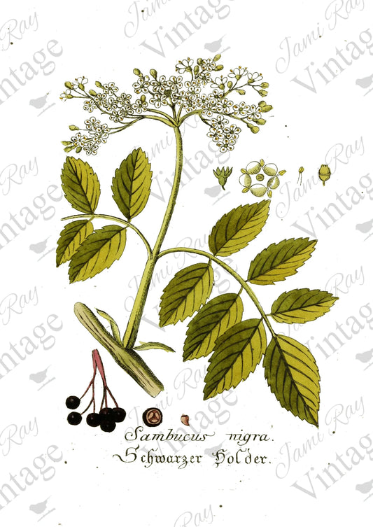 Sambucus Flower | JRV A4 Rice Paper